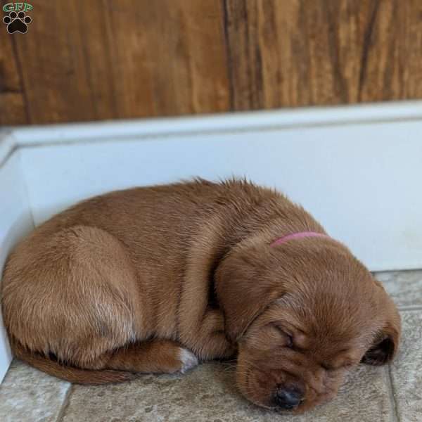 Scarlet, Fox Red Labrador Retriever Puppy